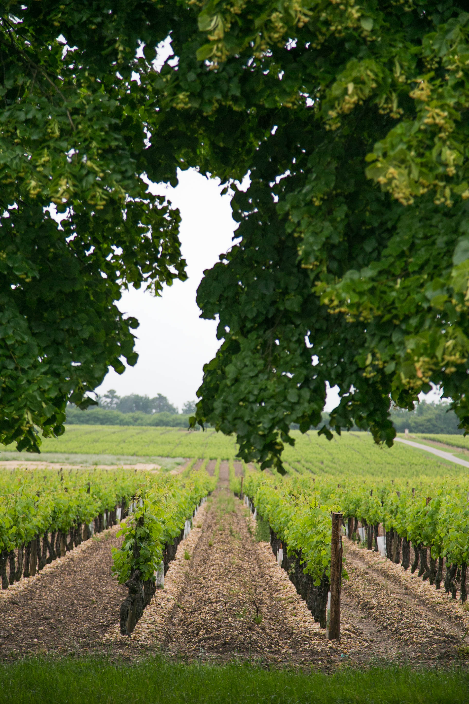 Chateau Trebiac Graves Rouge 2018/19