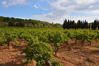 La P'tit Envie Corbieres Blanc 2019 "Organic"