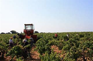 Domaine Chante Cigale Chateauneuf du Pape Rouge 2020